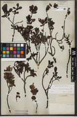 Foto von Salix waldsteiniana Willd.